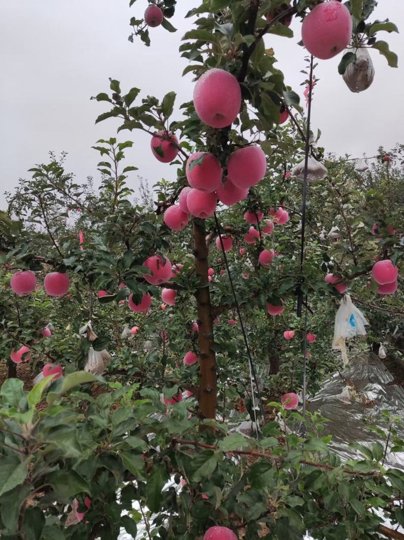 【实力货源】山东红富士苹果规格齐全货源充足常年出货欢迎联系