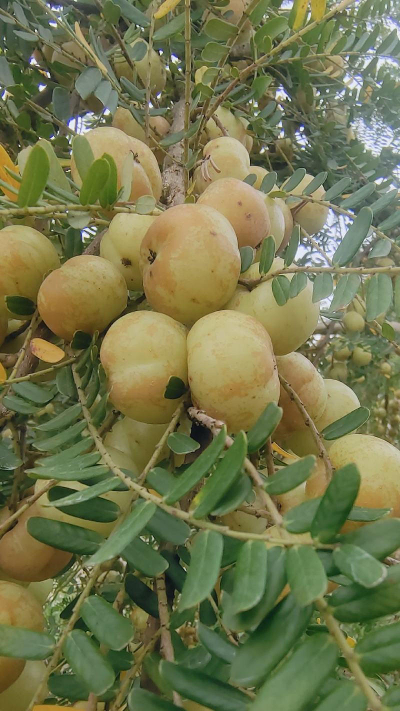 潮汕揭阳普宁崩坎柿饼甜油柑王甜油柑