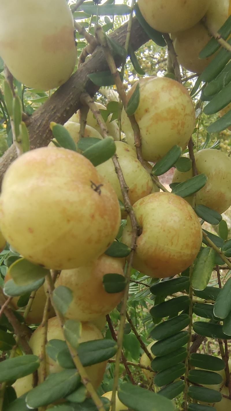 潮汕揭阳普宁崩坎柿饼甜油柑王甜油柑