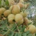 潮汕揭阳普宁崩坎柿饼甜油柑王甜油柑