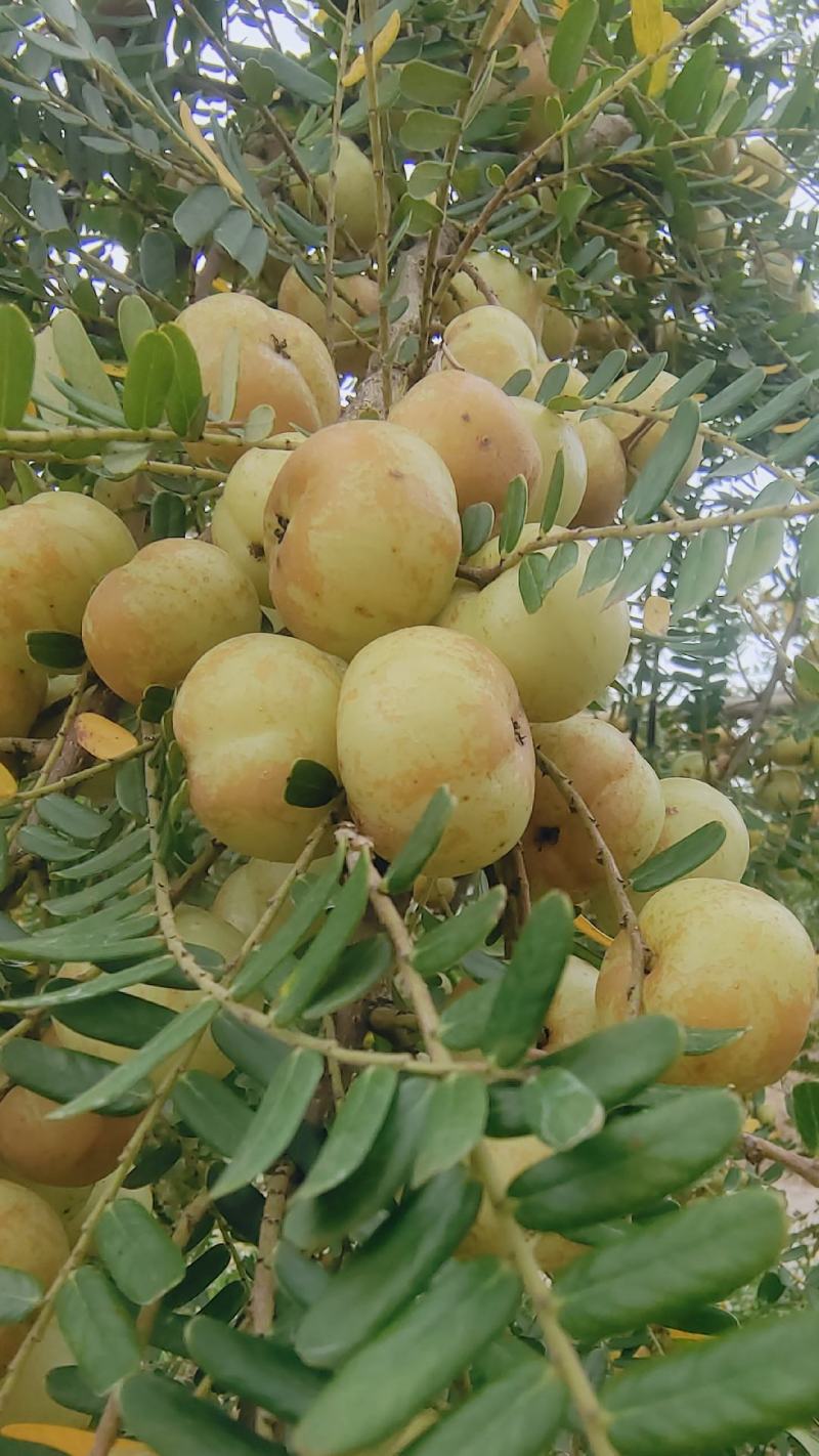 潮汕揭阳普宁崩坎柿饼甜油柑王甜油柑