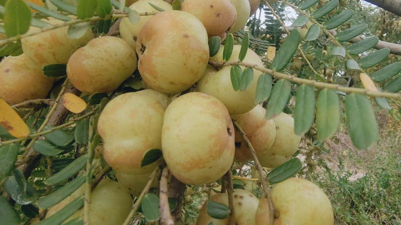 潮汕揭阳普宁崩坎柿饼甜油柑王甜油柑