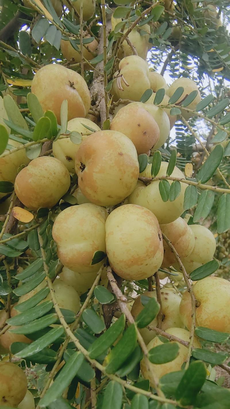 潮汕揭阳普宁崩坎柿饼甜油柑王甜油柑