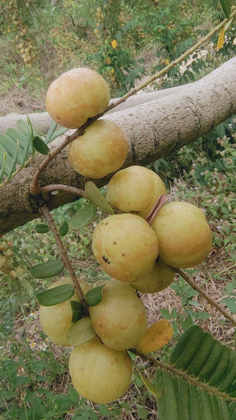 潮汕揭阳普宁崩坎柿饼甜油柑王甜油柑
