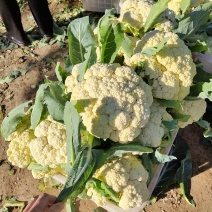 山东有机菜花大量上市，全国发货，保质保量，产区种植基地