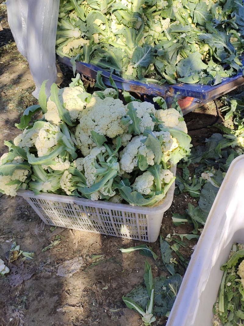 山东有机菜花大量上市，全国发货，保质保量，产区种植基地
