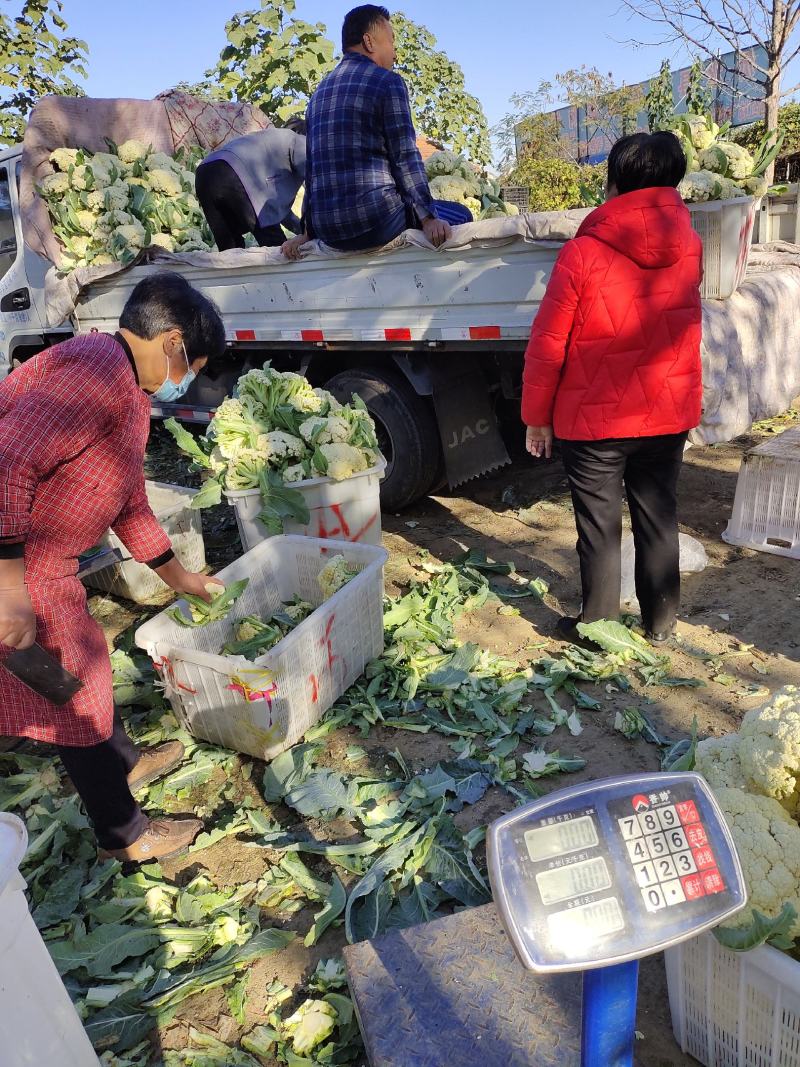 山东有机菜花大量上市，全国发货，保质保量，产区种植基地