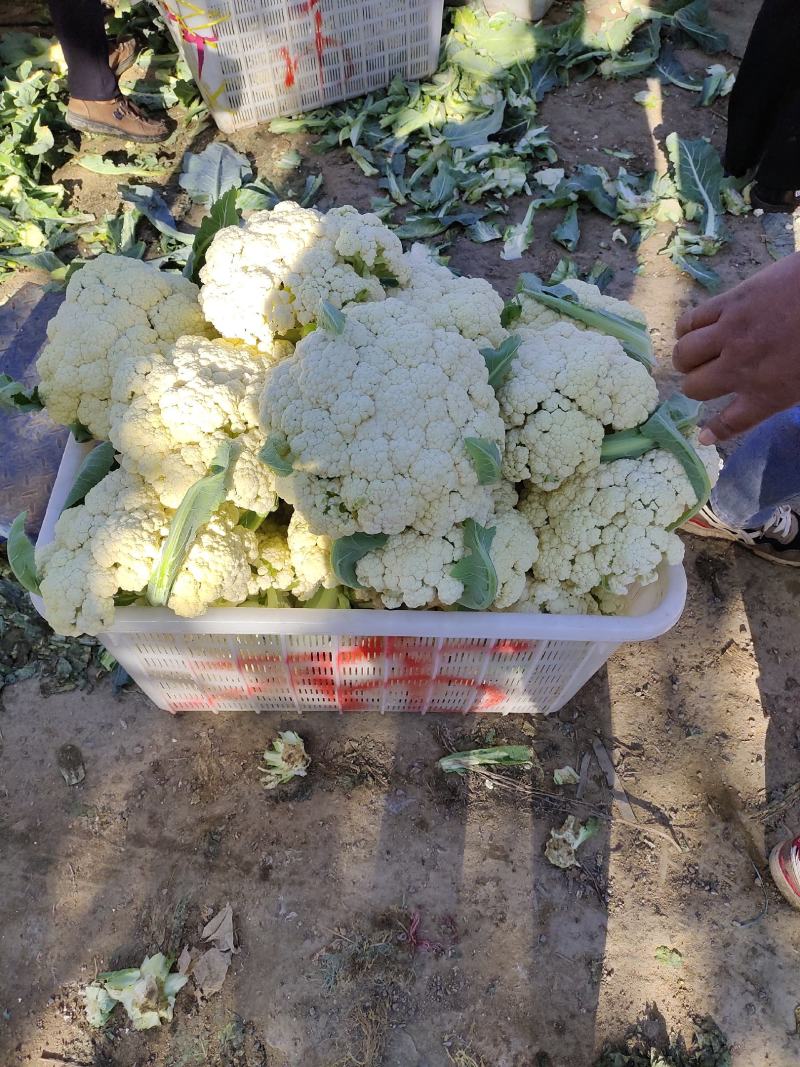 山东有机菜花大量上市，全国发货，保质保量，产区种植基地