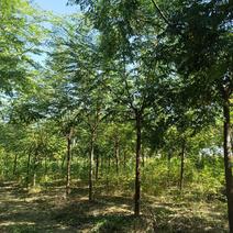 苦棟树，基地种植面积60亩，供应3千棵