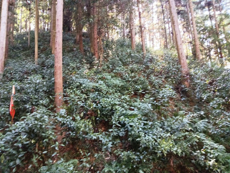 草珊瑚苗