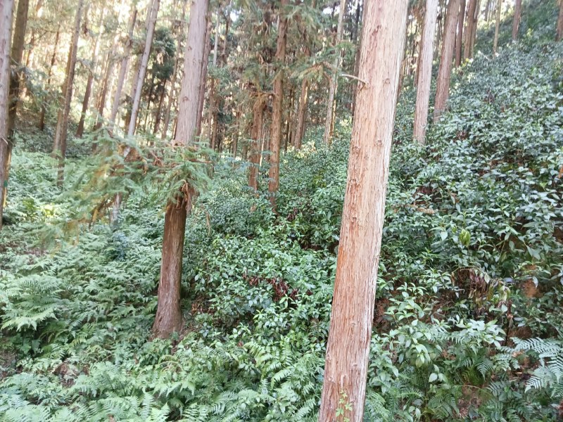 草珊瑚苗
