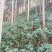 草珊瑚苗