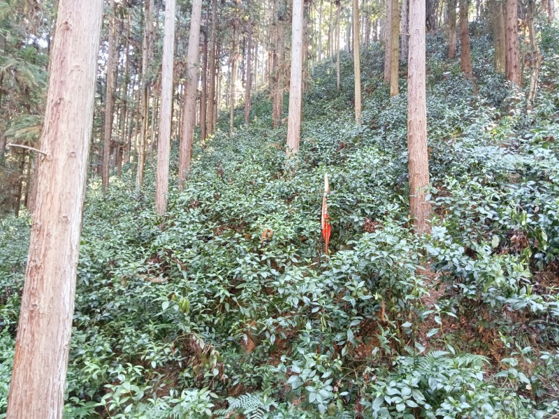 草珊瑚苗