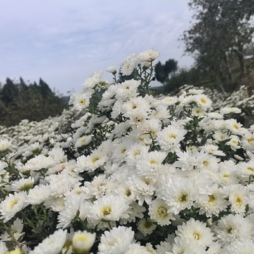 七月菊花茶，基地直供，价格合理，精品货比较多。无中间商。