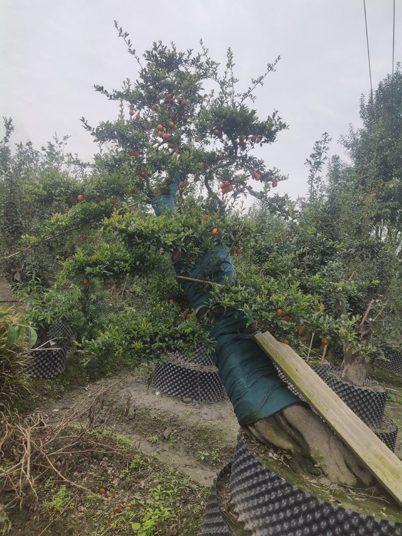 精品造型金蛋子桩头，长期供应，诚信第一非诚需要的朋友联系