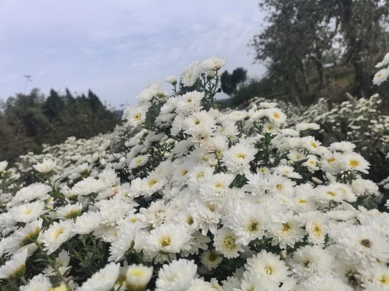 七月菊花茶，基地直供，价格合理，精品货比较多。无中间商。