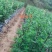 七月菊花茶，基地直供，价格合理，精品货比较多。无中间商。