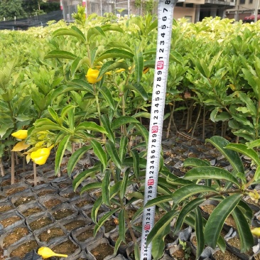 硬枝黄常