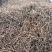 白花蛇草统装500g产地山东振兴药材购销站量大从优