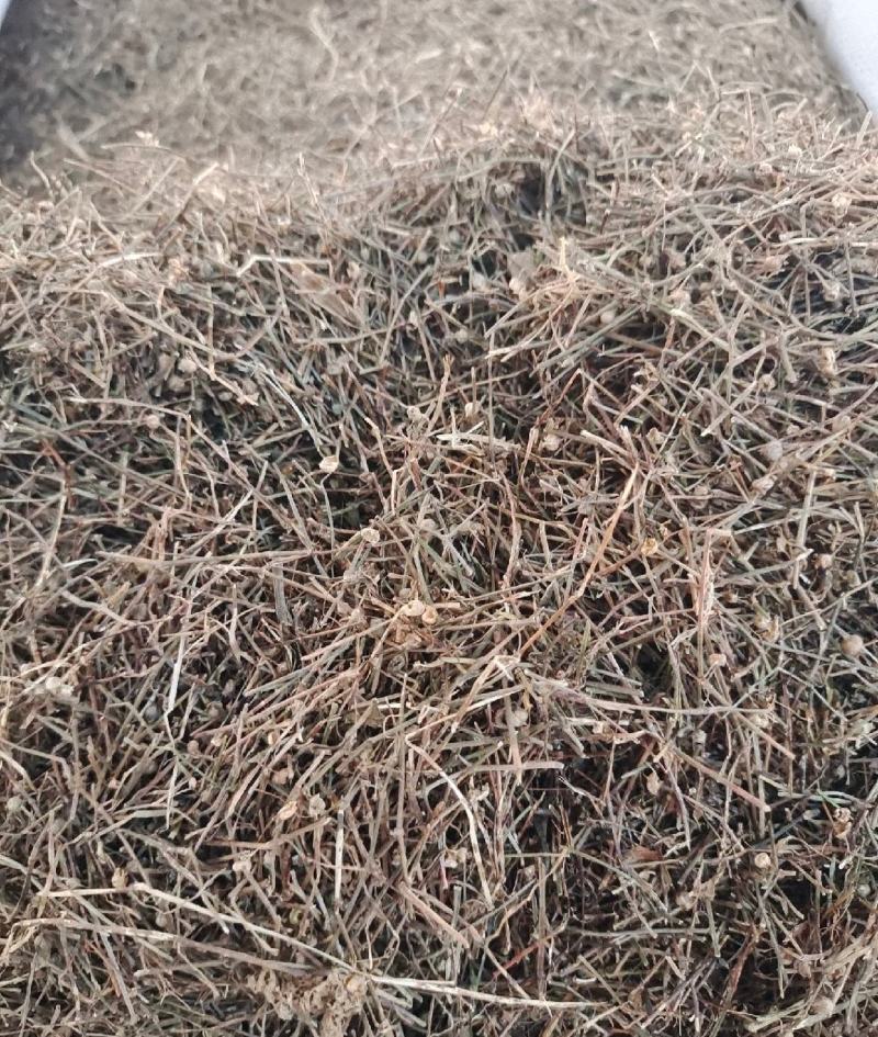白花蛇草统装500g产地山东振兴药材购销站量大从优