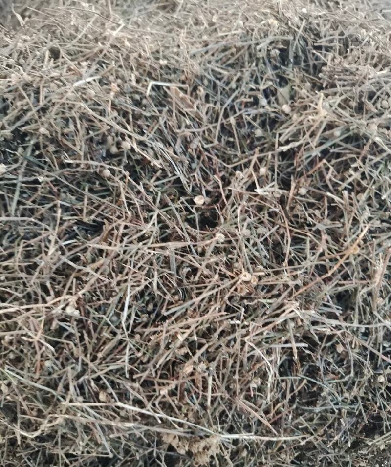 白花蛇草统装500g产地山东振兴药材购销站量大从优