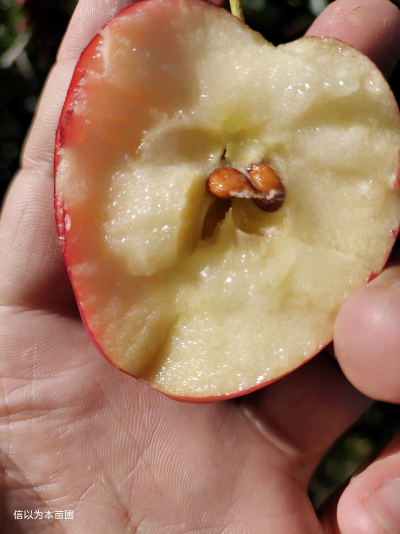 抗寒锦绣海棠鸡心果树苗