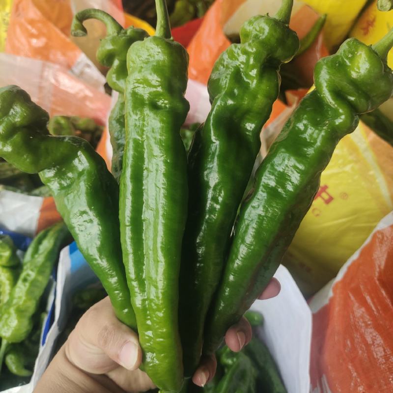 301鲜辣椒，河南夏邑产地直供货源充足，欢迎咨询订购。