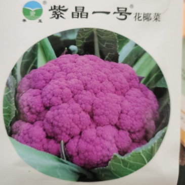 神良紫色花椰菜宝塔金色特色菜花菜花种子
