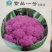神良紫色花椰菜宝塔金色特色菜花菜花种子