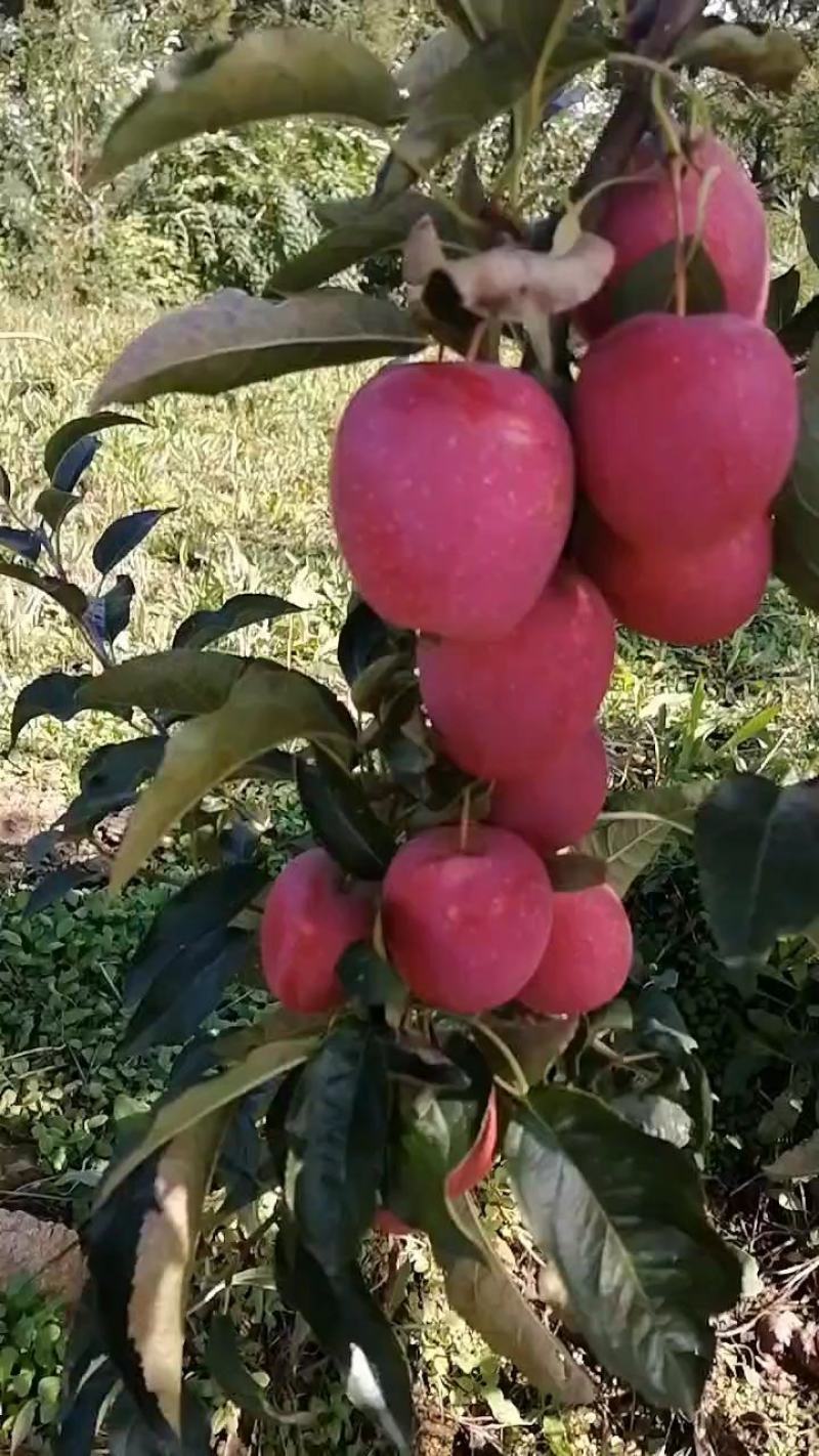 抗寒锦绣海棠鸡心果树苗