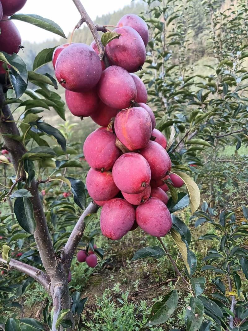 抗寒锦绣海棠鸡心果树苗