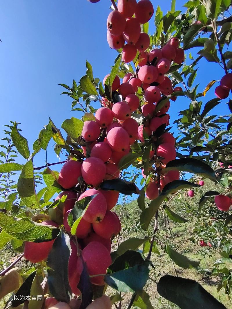 抗寒锦绣海棠鸡心果树苗