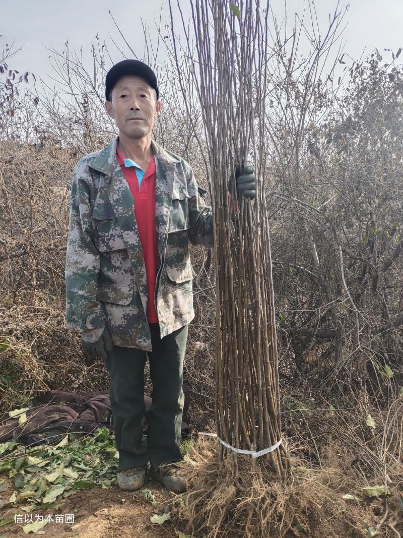 抗寒锦绣海棠鸡心果树苗