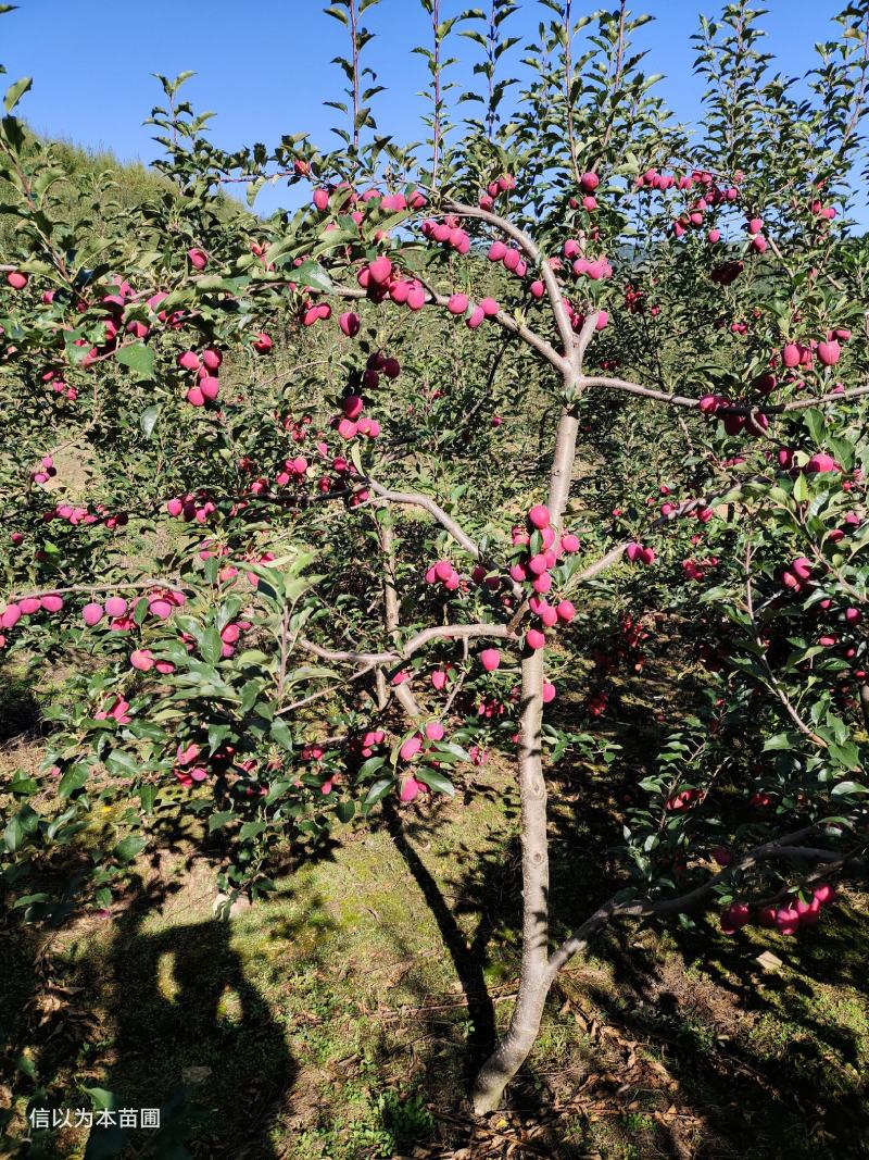 抗寒锦绣海棠鸡心果树苗