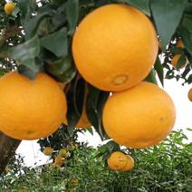 四川爱媛果冻橙大量上市中，量大，质优价廉！