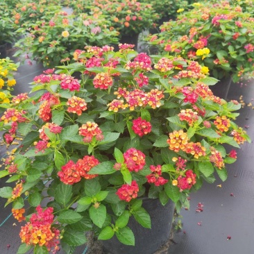 本苗圃常年供应精品花镜植物五色梅，规格齐全量大从优