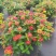 本苗圃常年供应精品花镜植物五色梅，规格齐全量大从优