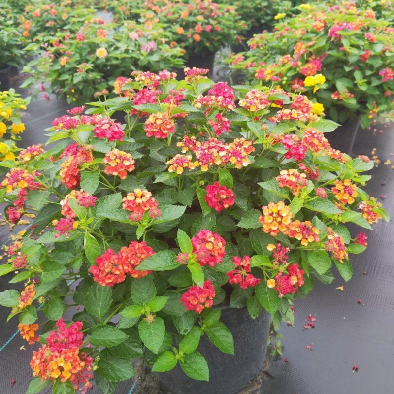 本苗圃常年供应精品花镜植物五色梅，规格齐全量大从优
