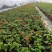 本苗圃常年供应精品花镜植物五色梅，规格齐全量大从优