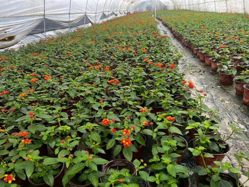本苗圃常年供应精品花镜植物五色梅，规格齐全量大从优