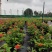 本苗圃常年供应精品花镜植物五色梅，规格齐全量大从优
