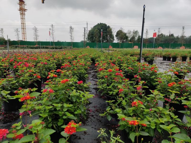 本苗圃常年供应精品花镜植物五色梅，规格齐全量大从优