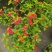本苗圃常年供应精品花镜植物五色梅，规格齐全量大从优