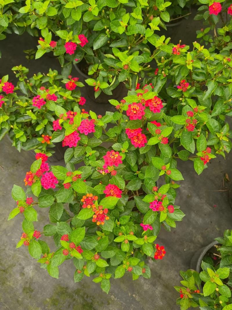 本苗圃常年供应精品花镜植物五色梅，规格齐全量大从优