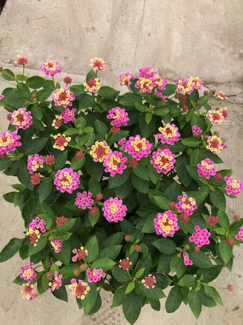 本苗圃常年供应精品花镜植物五色梅，规格齐全量大从优