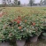 本苗圃常年供应精品花镜植物五色梅，规格齐全量大从优