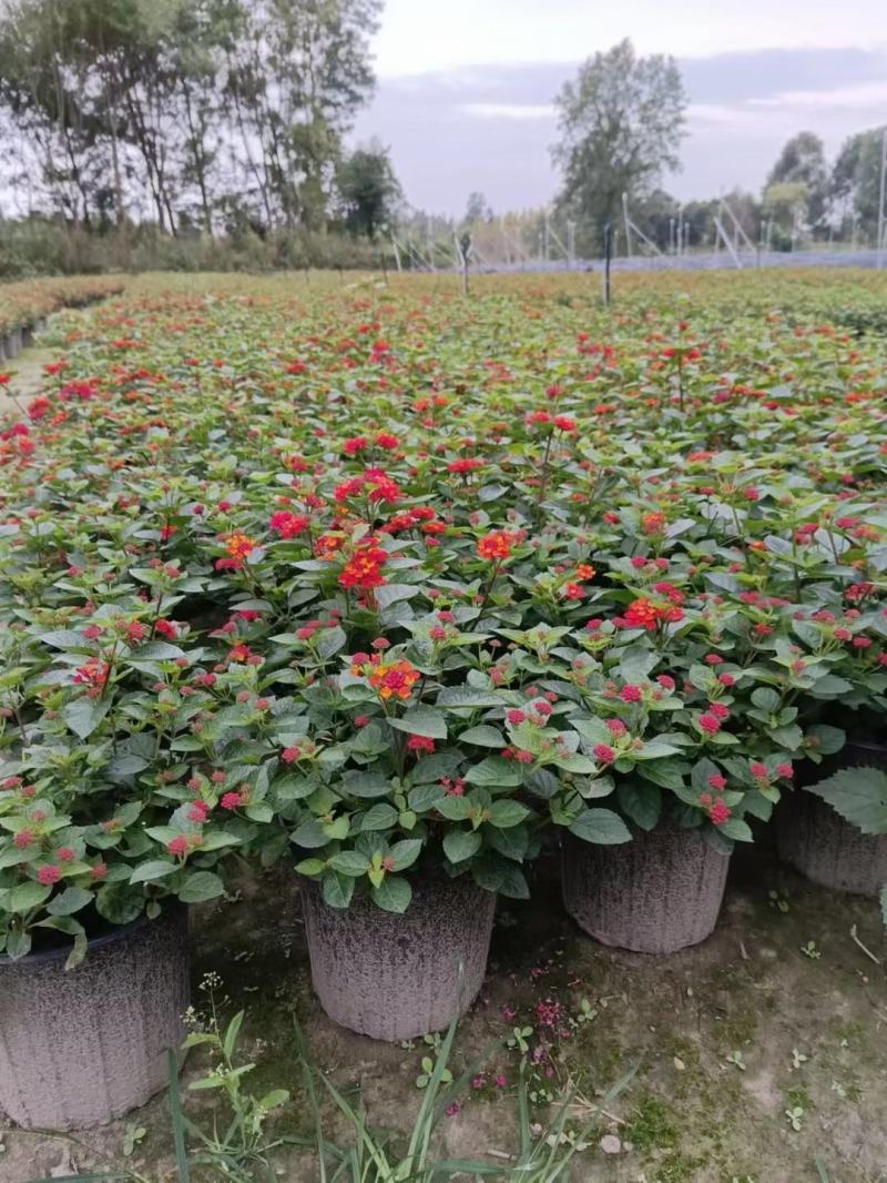本苗圃常年供应精品花镜植物五色梅，规格齐全量大从优