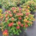 本苗圃常年供应精品花镜植物五色梅，规格齐全量大从优