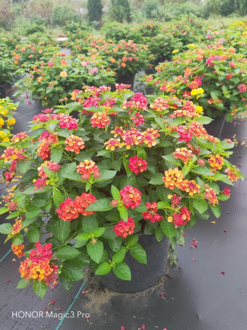 本苗圃常年供应精品花镜植物五色梅，规格齐全量大从优