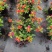 本苗圃常年供应精品花镜植物五色梅，规格齐全量大从优
